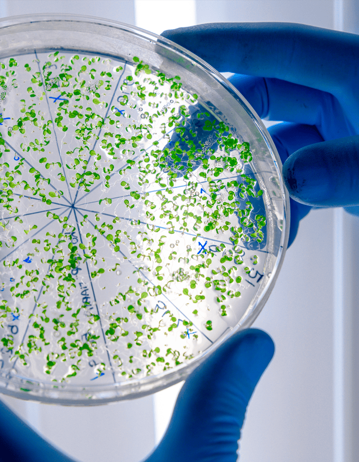 teste de microbiota intestinal